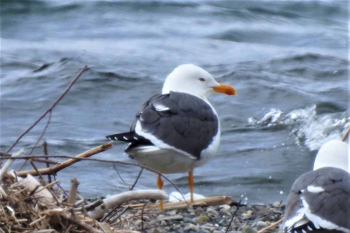 Lesser Black-backed Gull - Barbara Clise