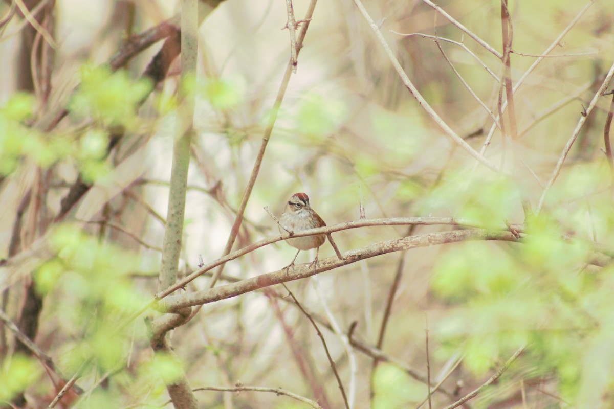 Swamp Sparrow - Ted Keen