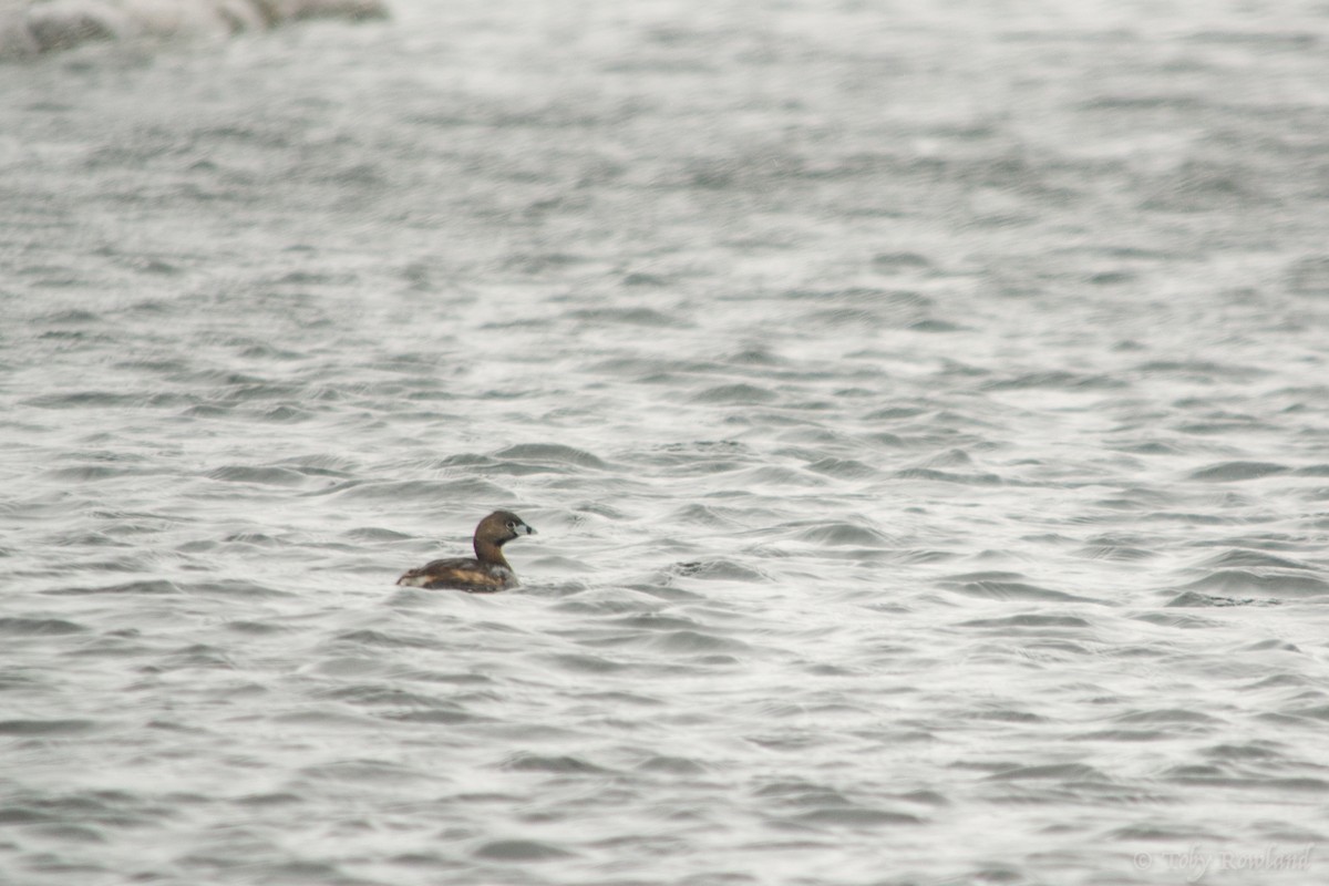 Pied-billed Grebe - Toby Rowland