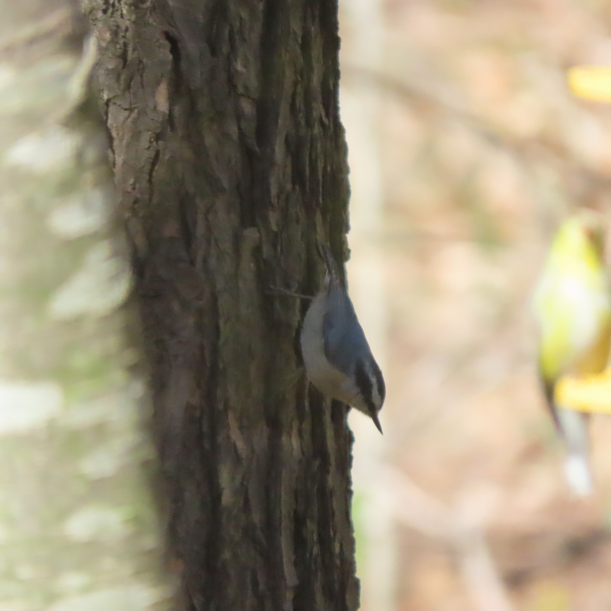 Red-breasted Nuthatch - ML151957601