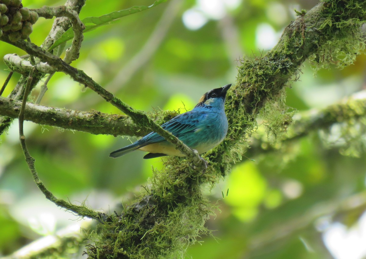 Golden-naped Tanager - ML151957631