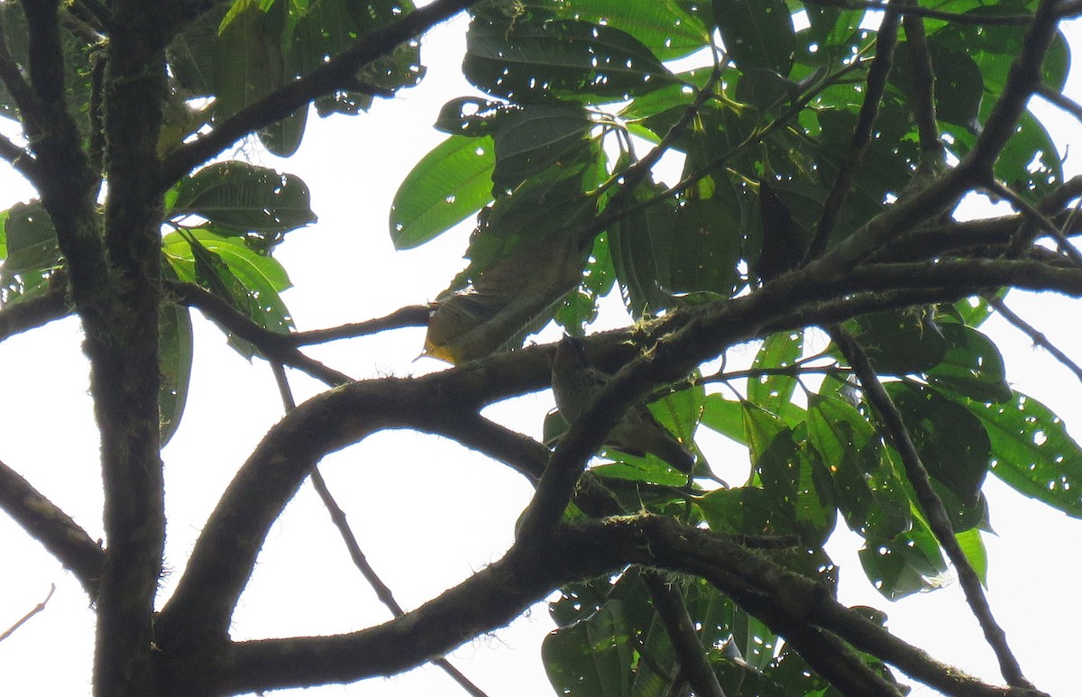 Rufous-throated Tanager - ML151957651