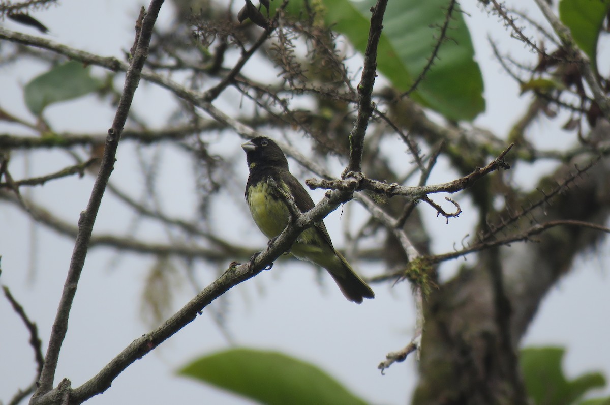 Yellow-bellied Seedeater - ML151958281