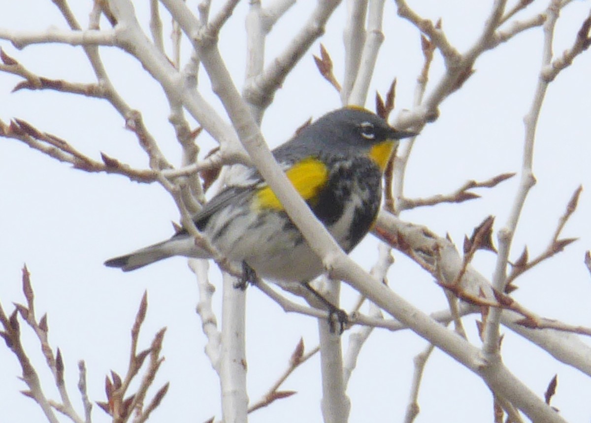Yellow-rumped Warbler (Audubon's) - Gerald "Jerry" Baines