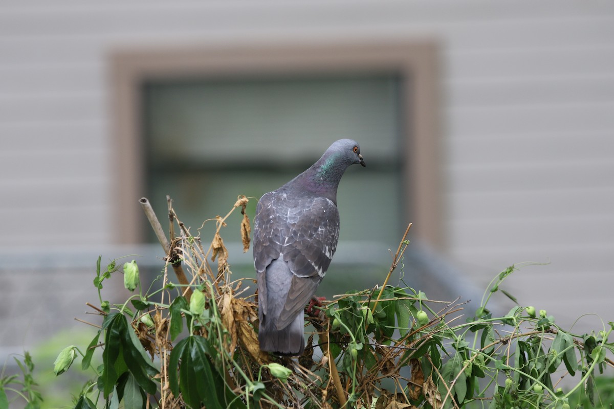 Rock Pigeon (Feral Pigeon) - ML151958951