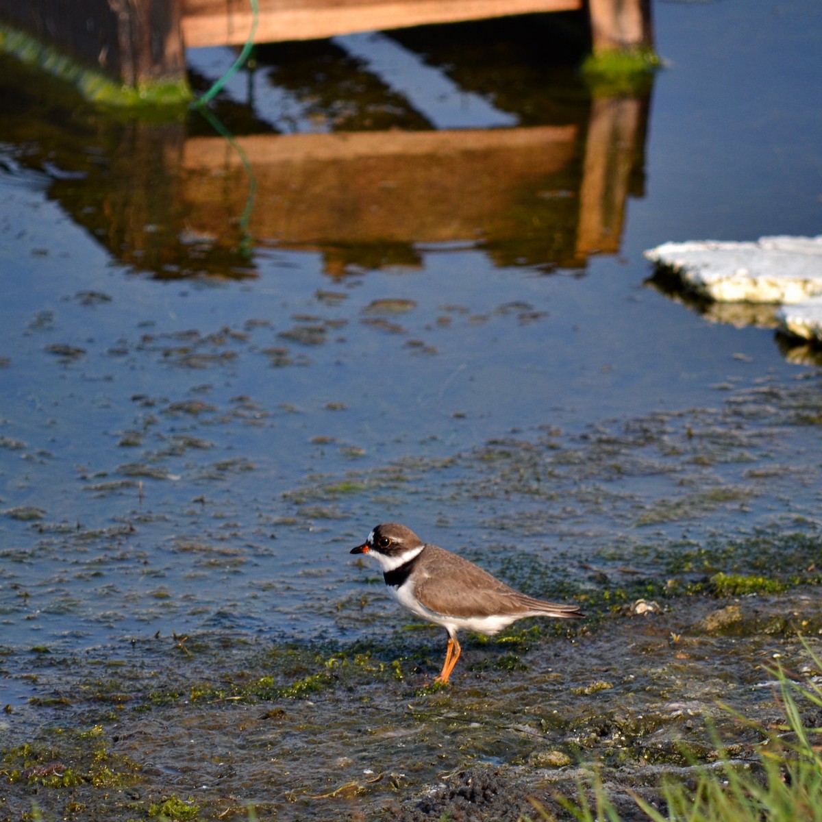 Semipalmated Plover - ML151959151