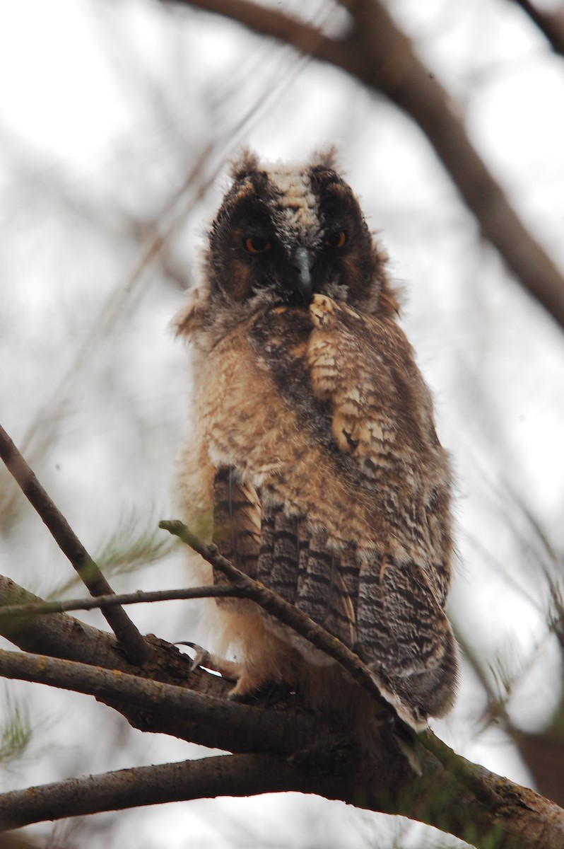 Long-eared Owl - ML151959191