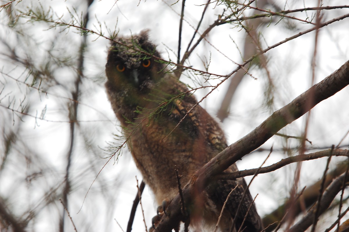 Long-eared Owl - ML151959221