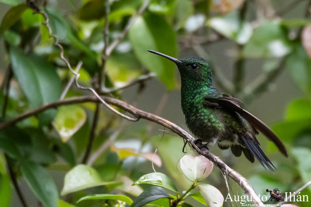 Steely-vented Hummingbird - Augusto Ilian