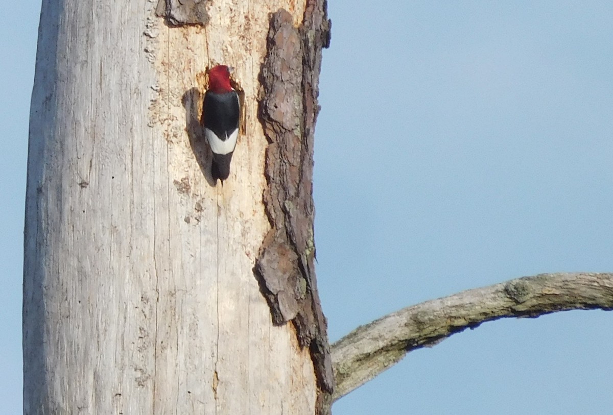 Red-headed Woodpecker - LynnErla Beegle