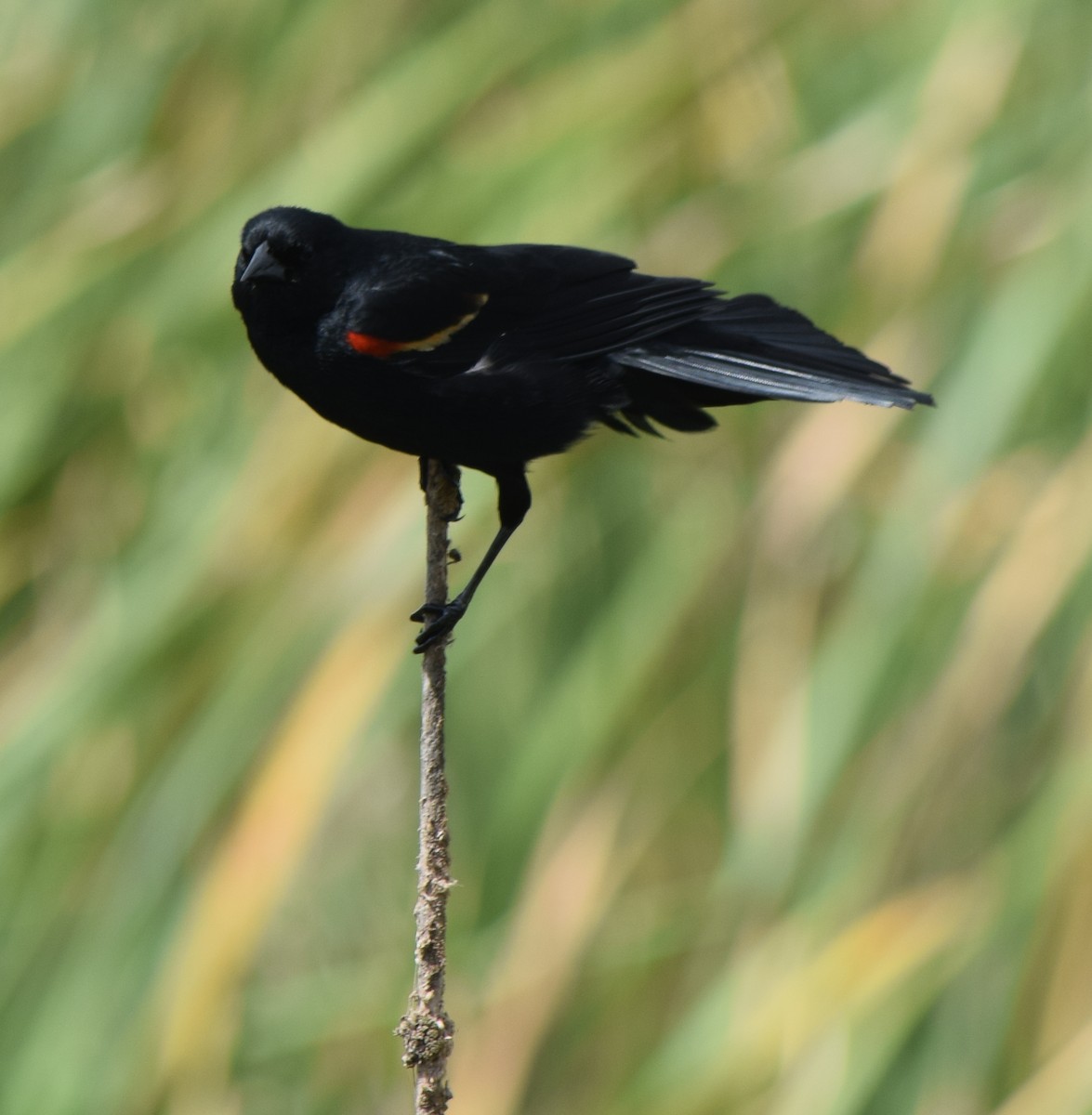 Red-winged Blackbird - Bill Uttenweiler