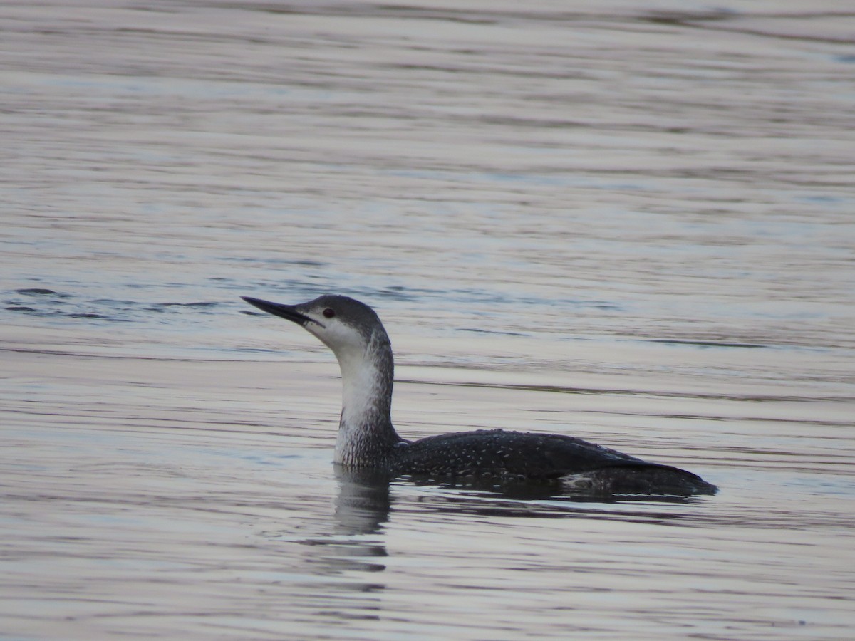 Red-throated Loon - Steve Schmit