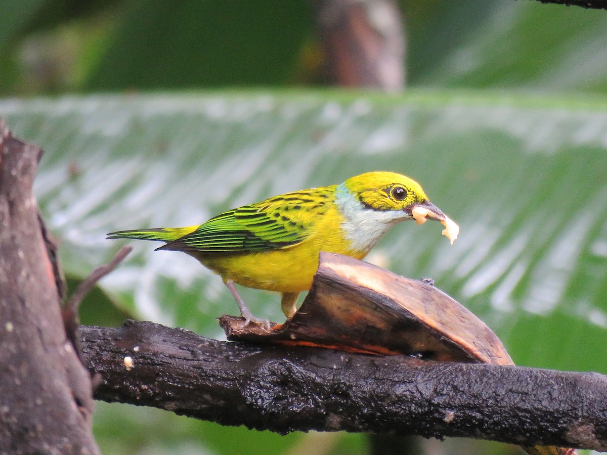 Silver-throated Tanager - Keith Leonard
