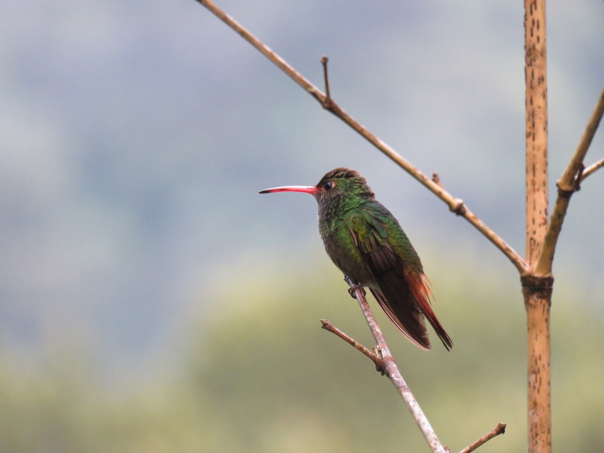 Rufous-tailed Hummingbird - Keith Leonard