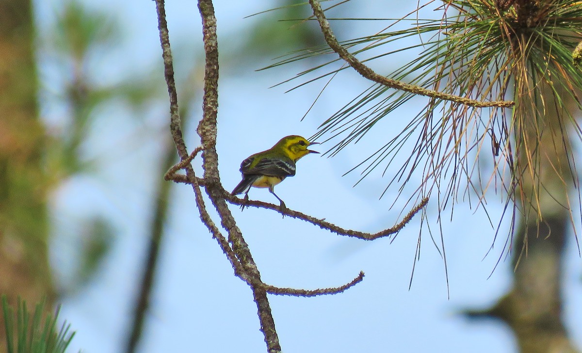 Black-throated Green Warbler - Denilson  Ordoñez