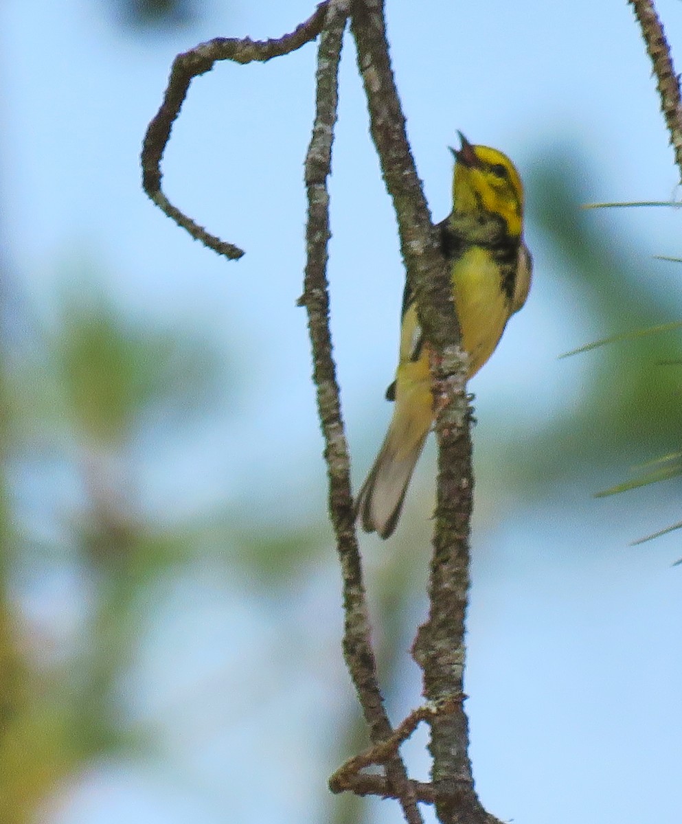 Black-throated Green Warbler - Denilson  Ordoñez