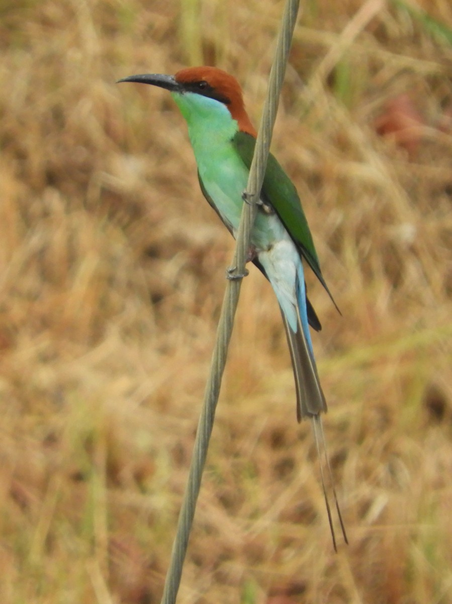 Rufous-crowned Bee-eater - Catherine McFadden