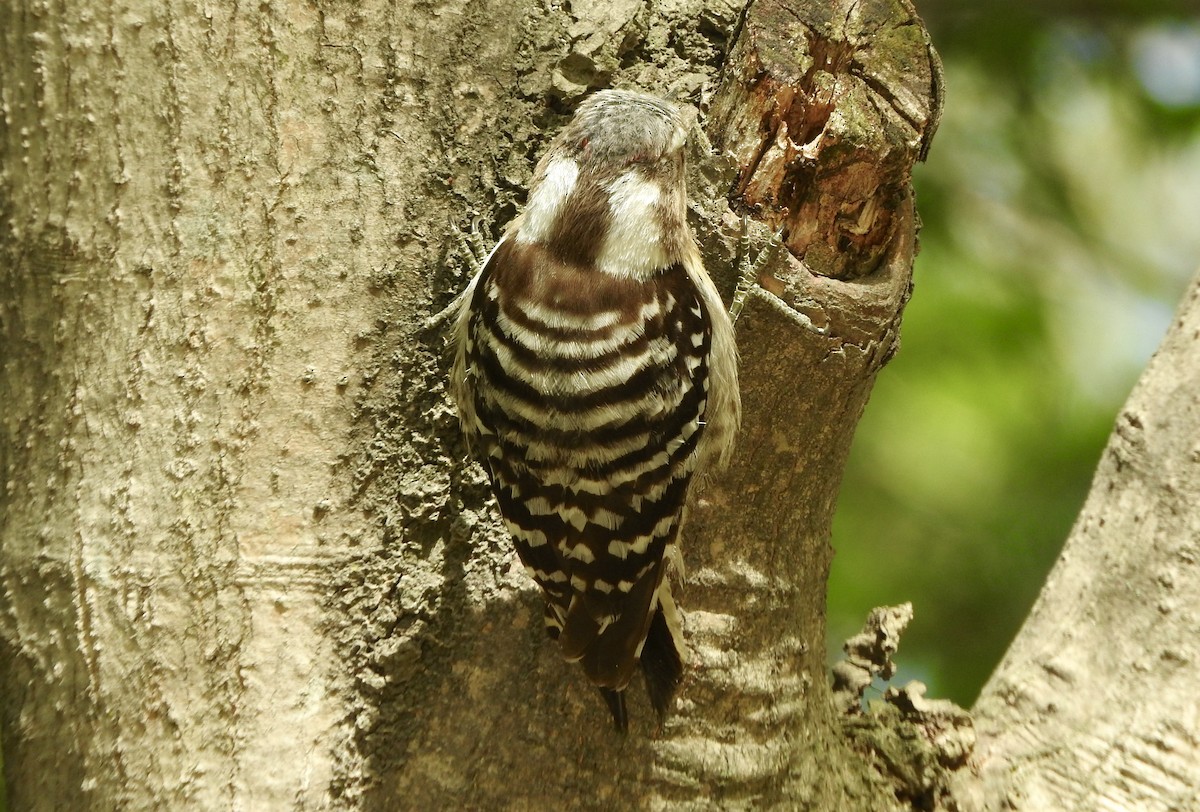 Japanese Pygmy Woodpecker - ML151962591