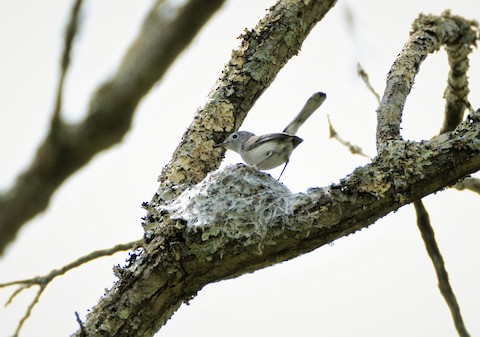 Blue-gray Gnatcatcher - eBird