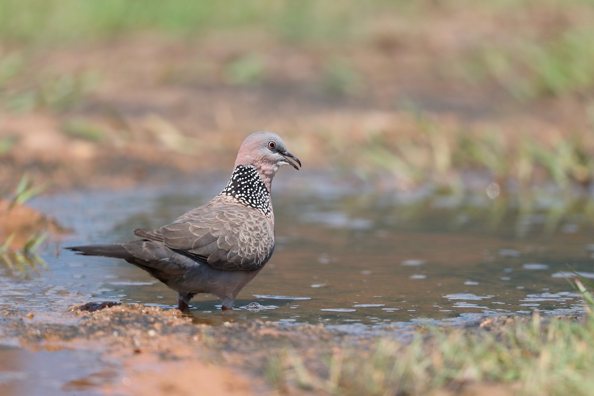 Spotted Dove (Eastern) - ML151963551