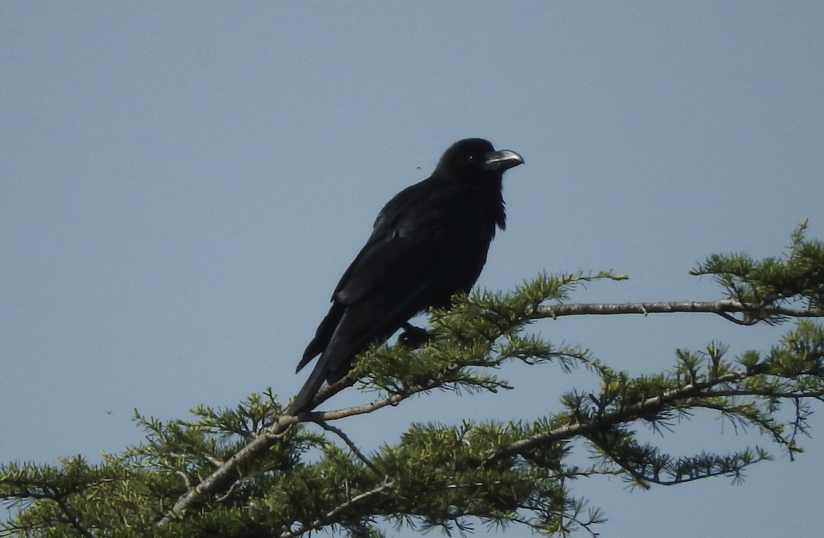 Large-billed Crow - ML151963791