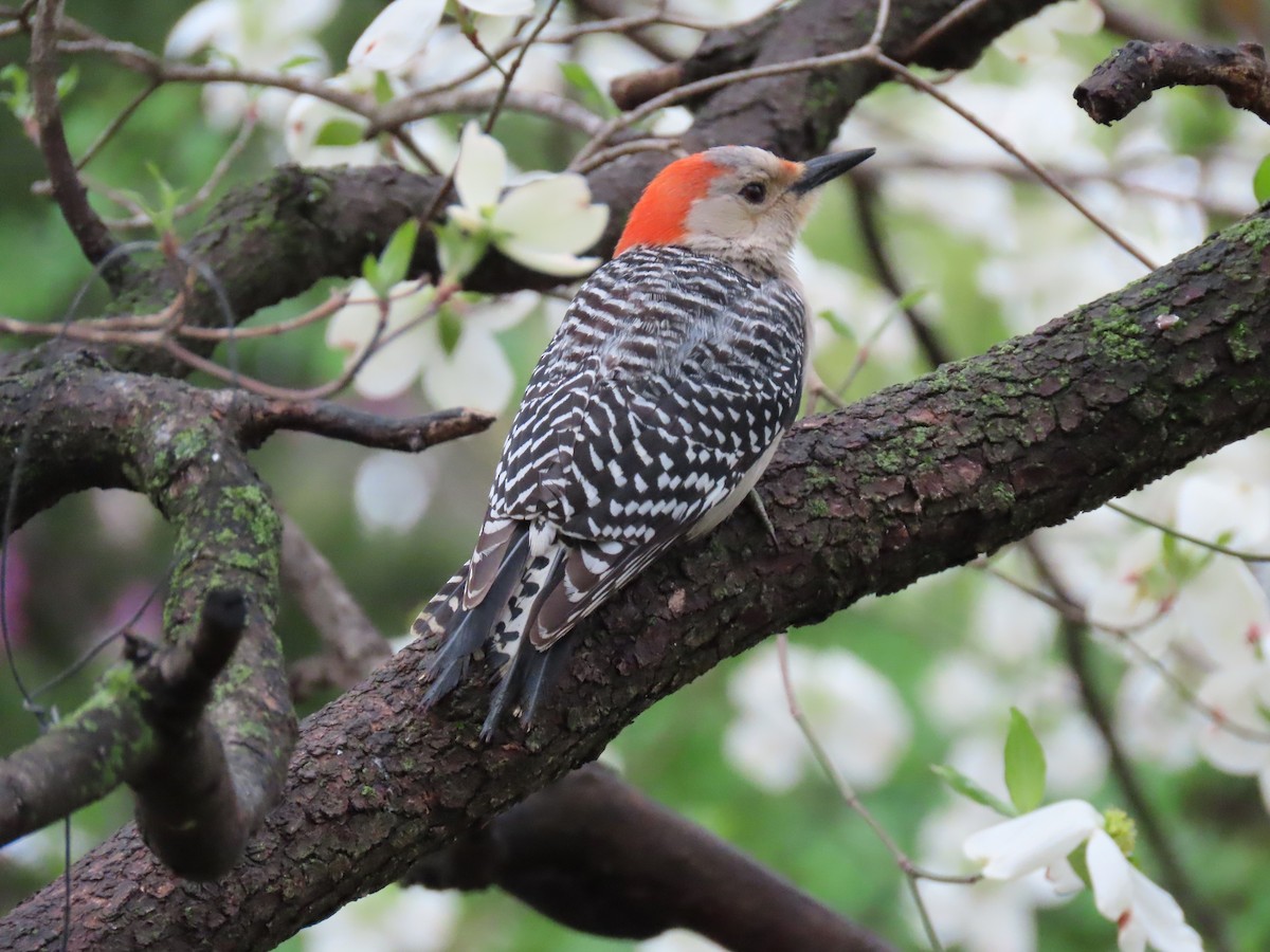 Red-bellied Woodpecker - Diane Bricmont