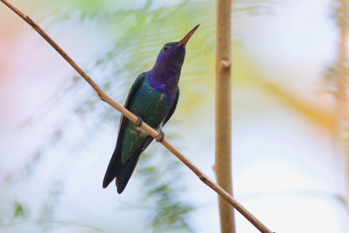 Sapphire-throated Hummingbird - Jan Cubilla