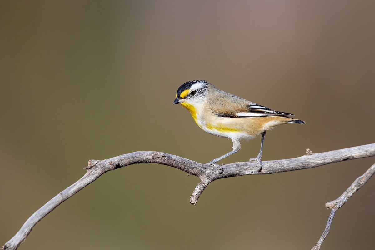 Striated Pardalote (Striated) - Laurie Ross | Tracks Birding & Photography Tours