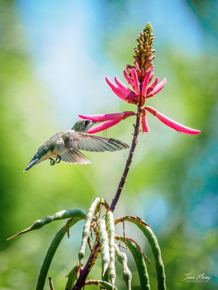 Ruby-throated Hummingbird - Jason Massey
