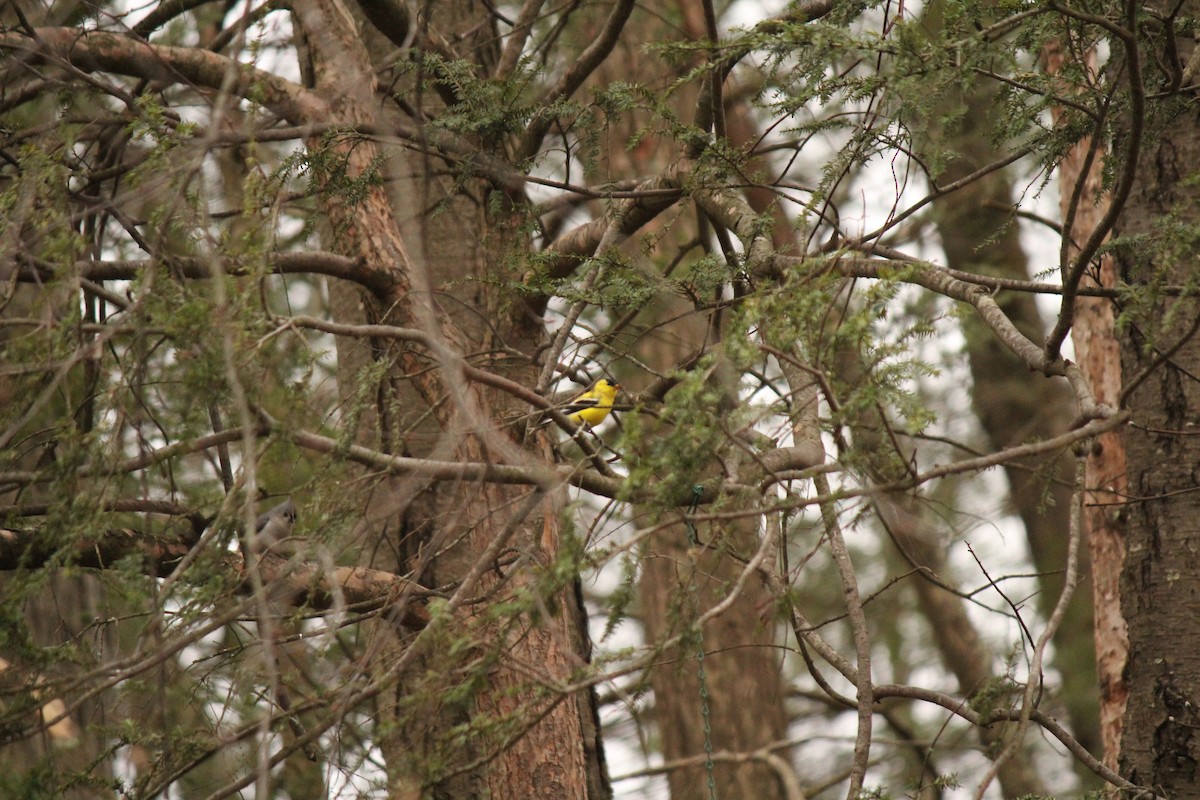 American Goldfinch - Nathan  Schoonover