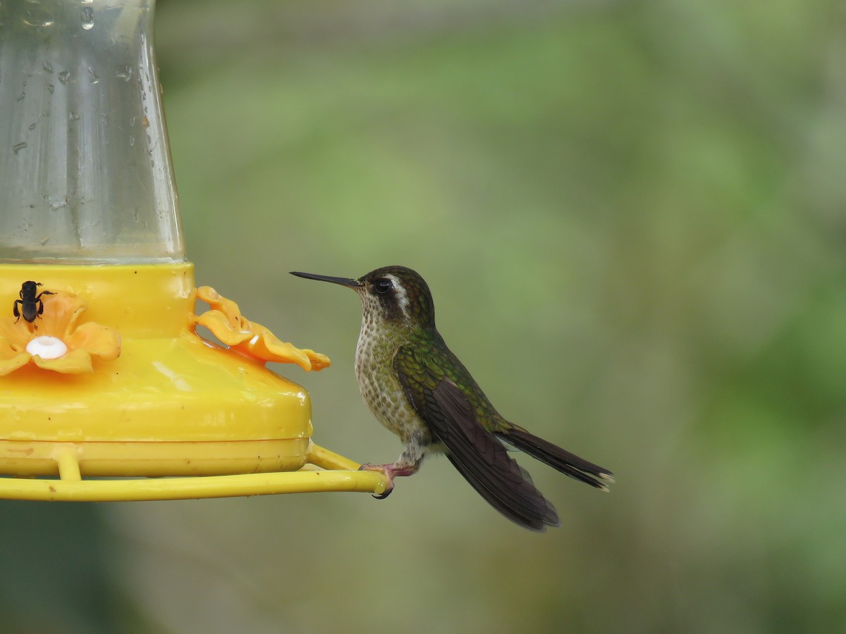Speckled Hummingbird - Keith Leonard
