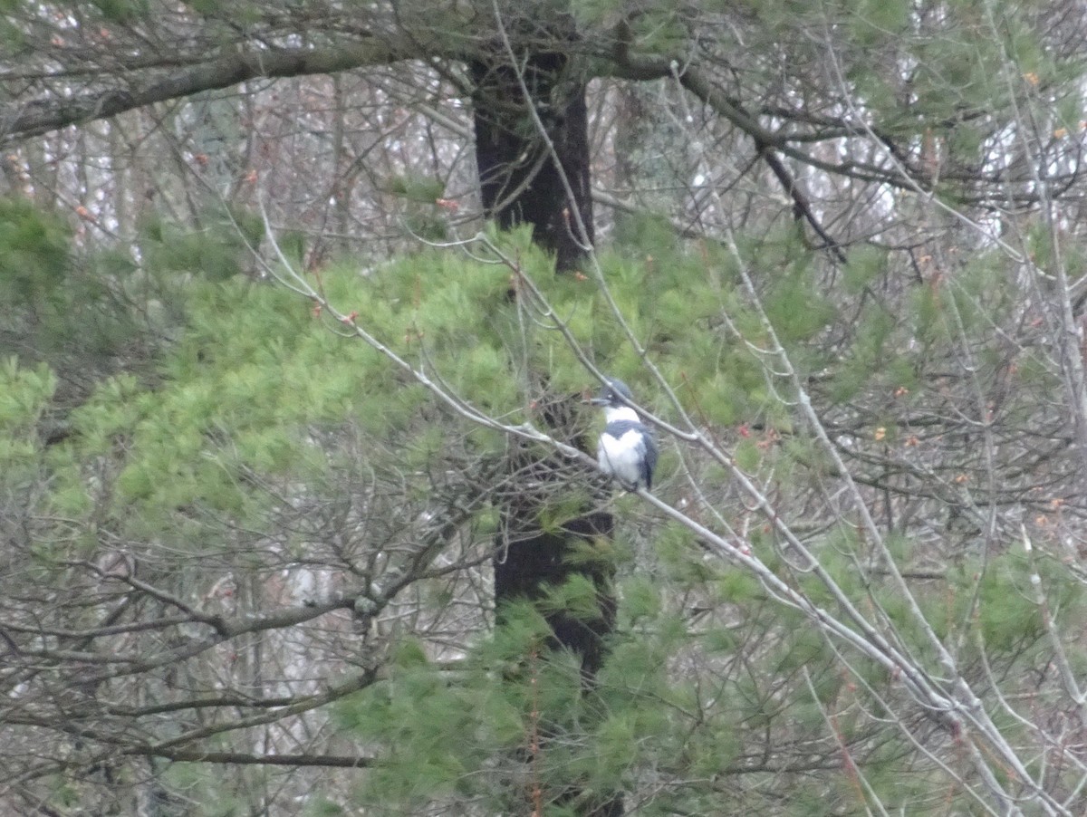 Belted Kingfisher - ML151970071