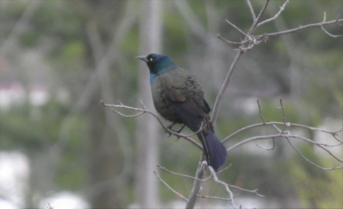 Common Grackle - Todd Alfes