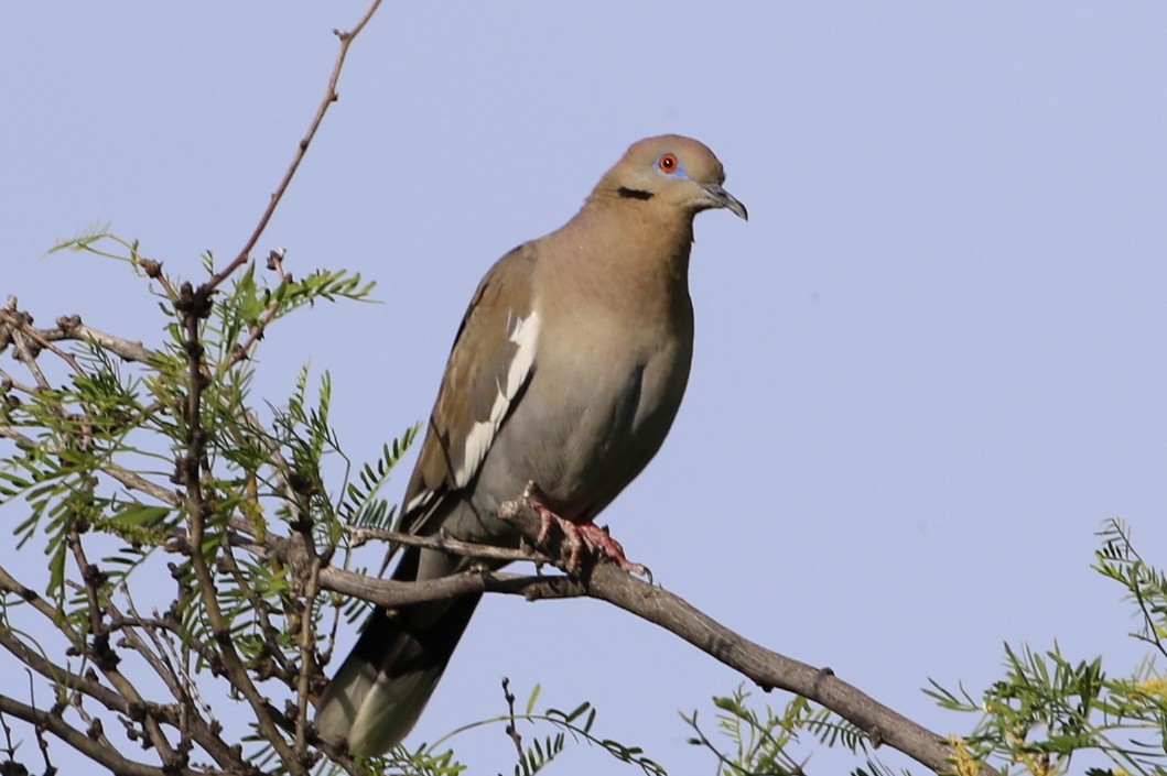 White-winged Dove - Henggang Cui