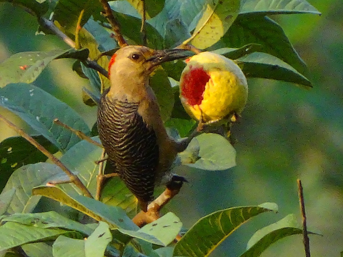 Golden-fronted Woodpecker - Gerson Josue Castellanos Portillo