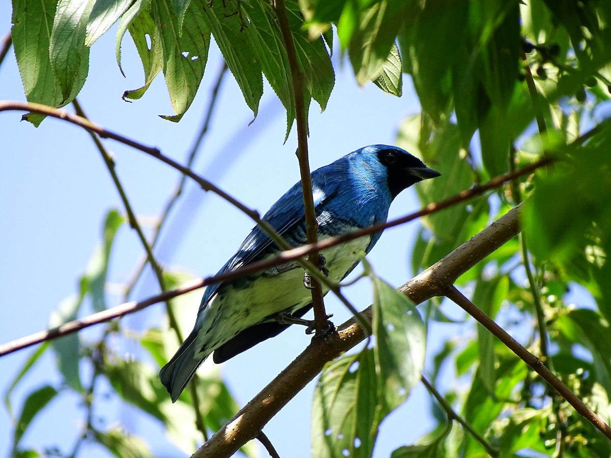 Swallow Tanager - ML151970911