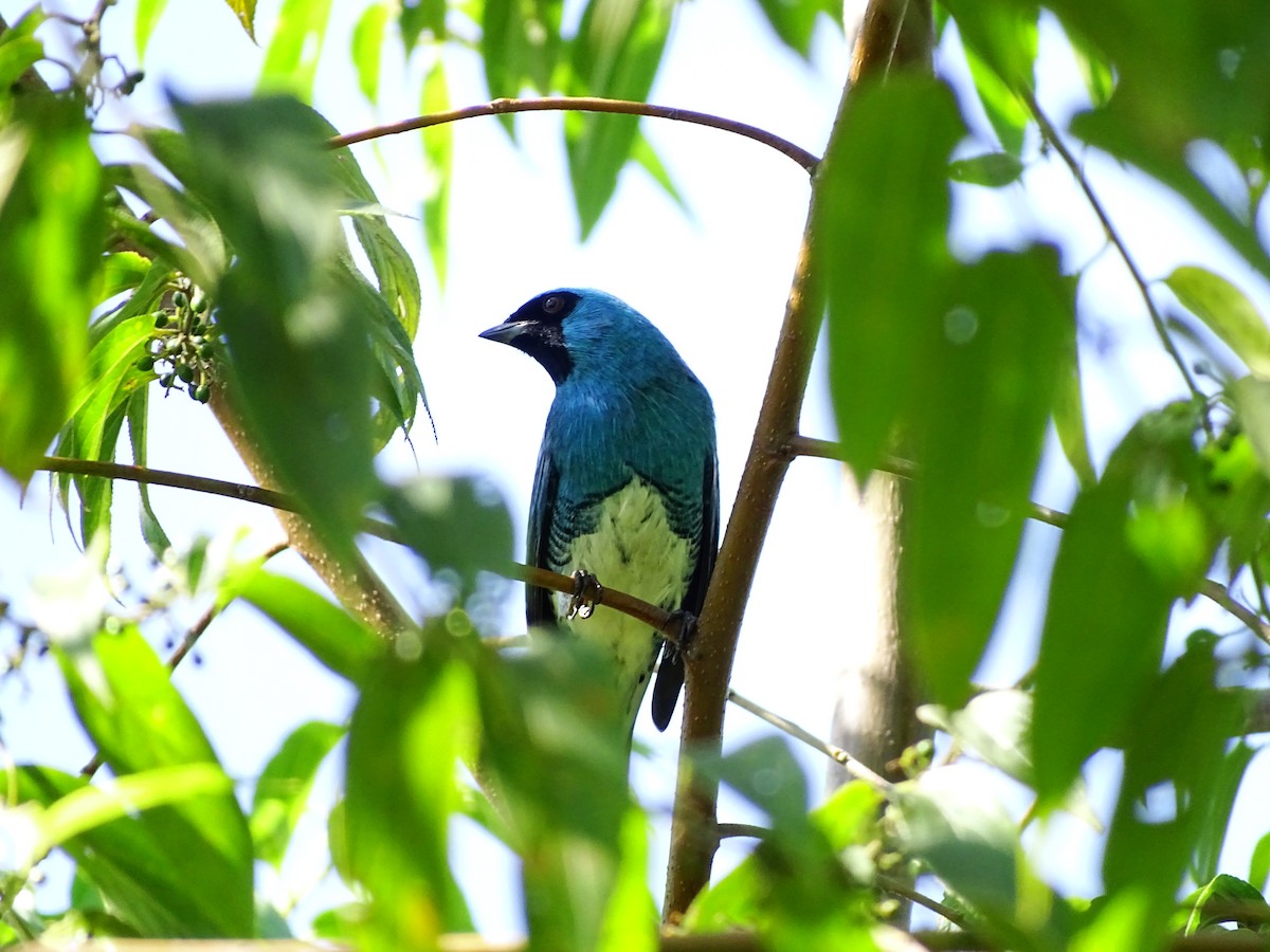 Swallow Tanager - ML151970921