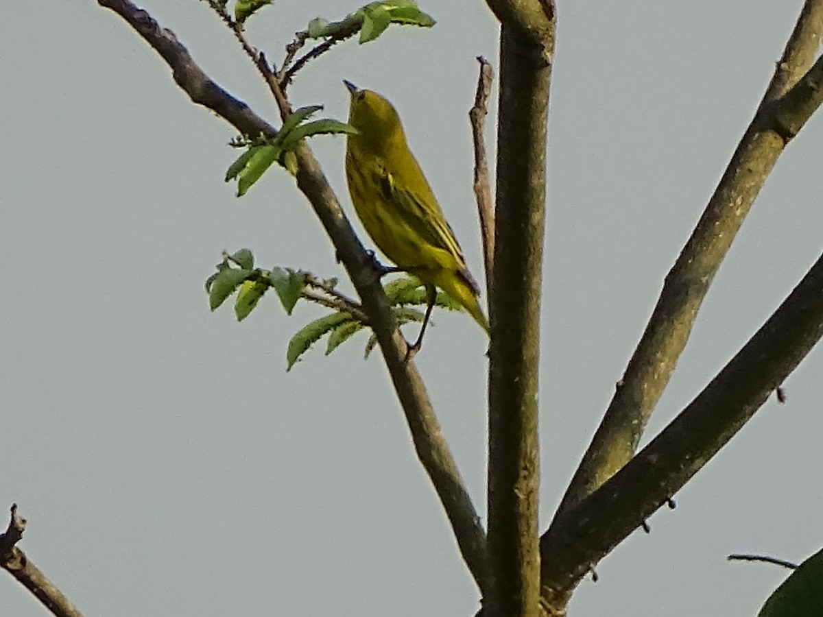 Yellow Warbler - ML151971161