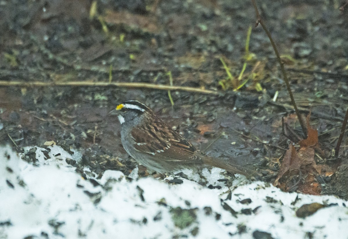White-throated Sparrow - Michael Hatton