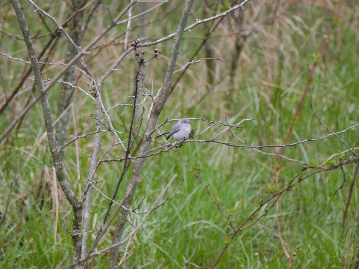 Blue-gray Gnatcatcher - Ted 🦃