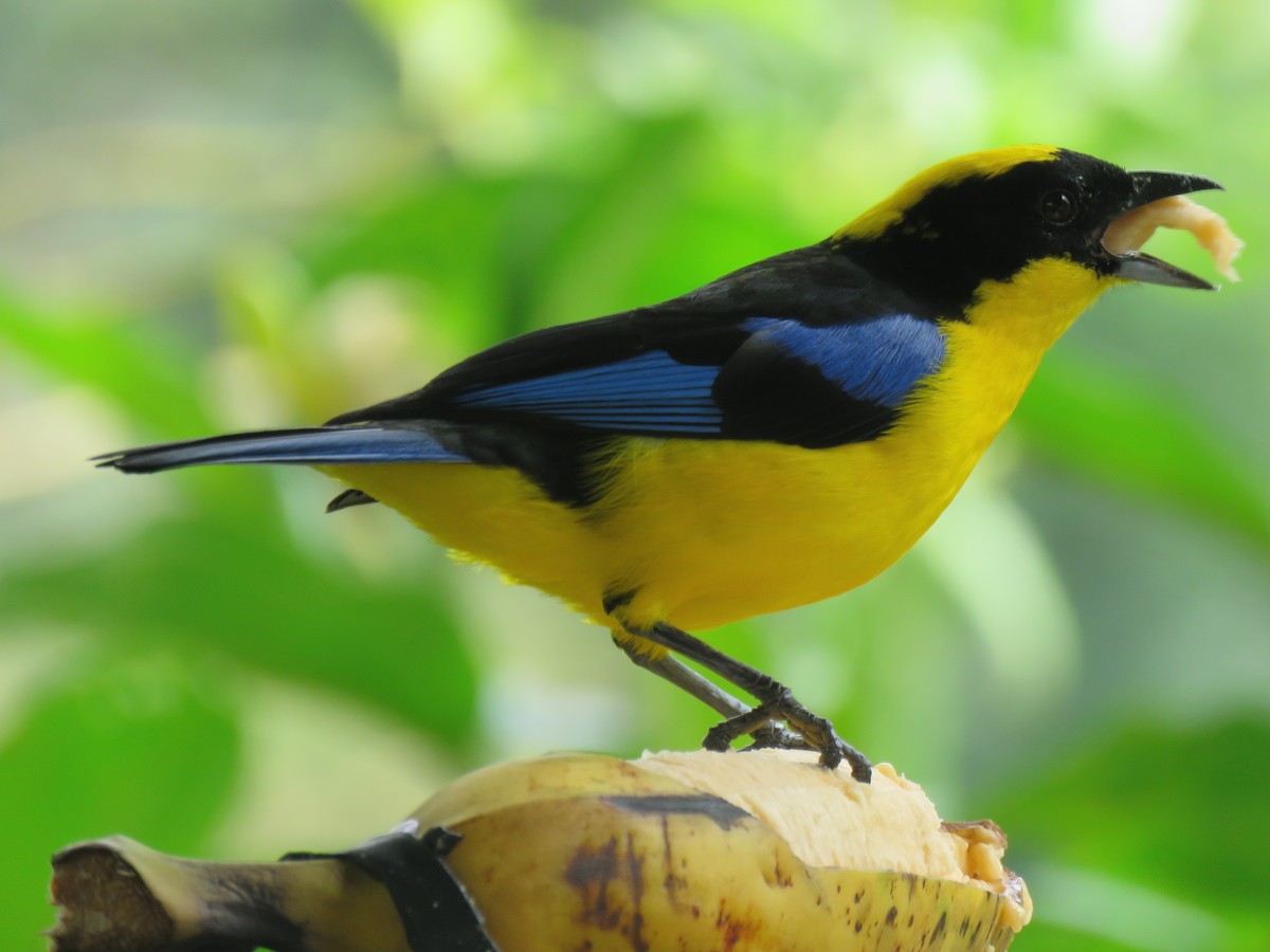 Blue-winged Mountain Tanager - Keith Leonard