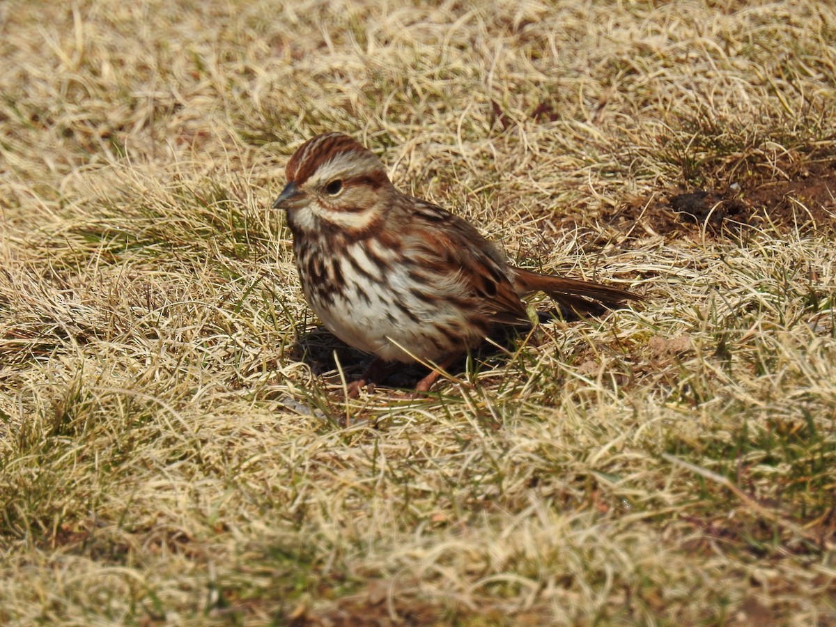 Song Sparrow - Fred MacKenzie