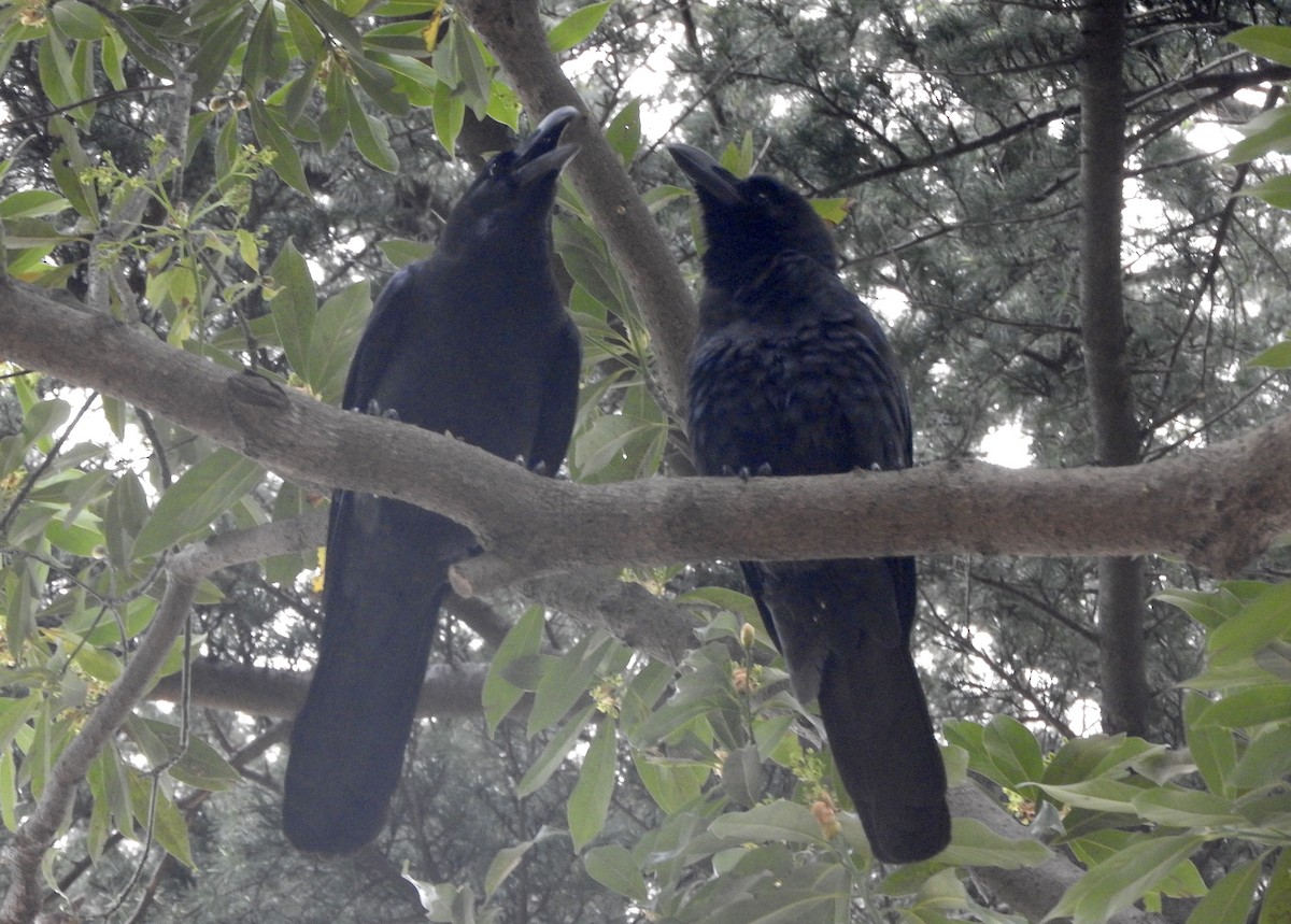Large-billed Crow - Noam Markus