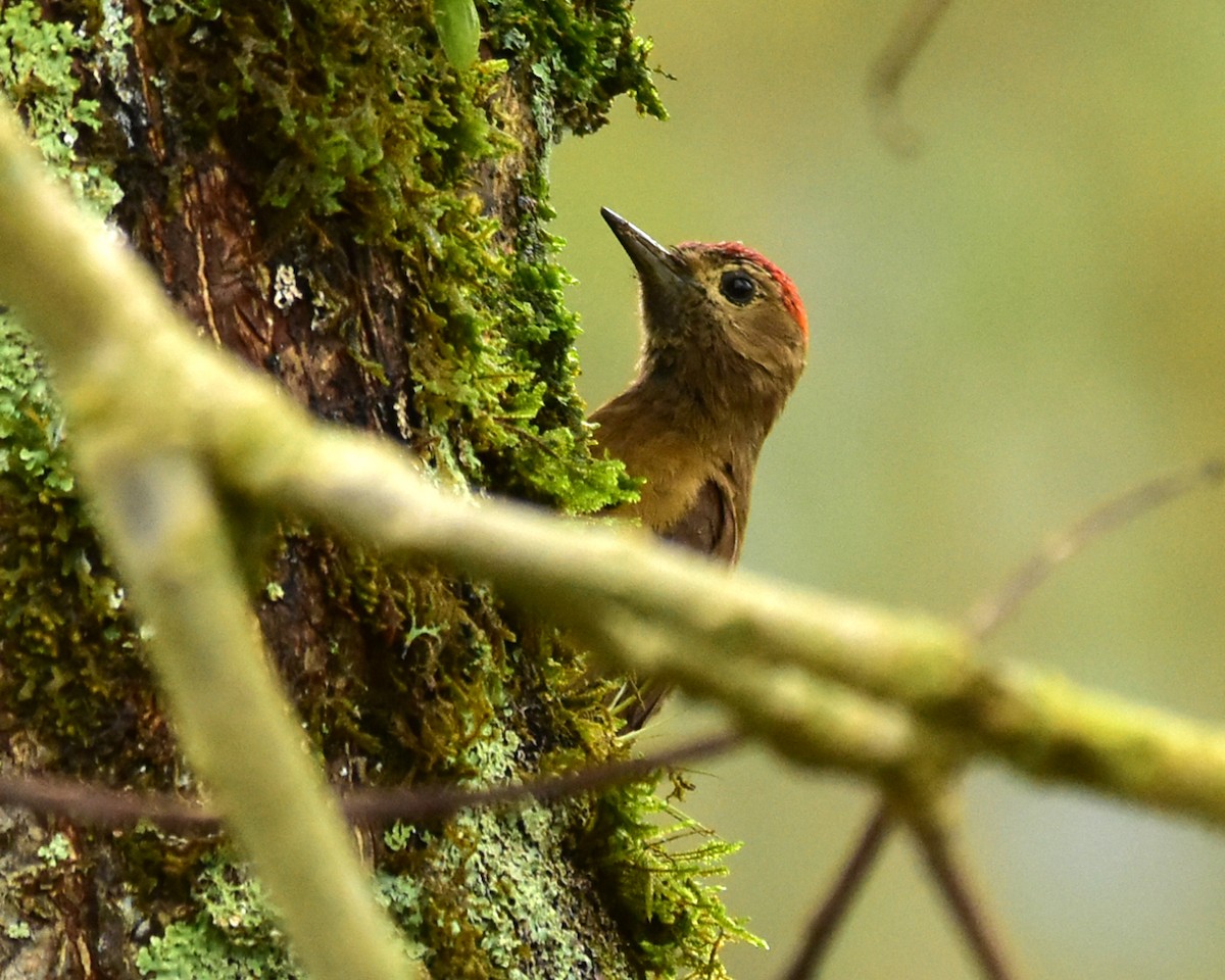 Smoky-brown Woodpecker - Oscar Valderrama La Rana