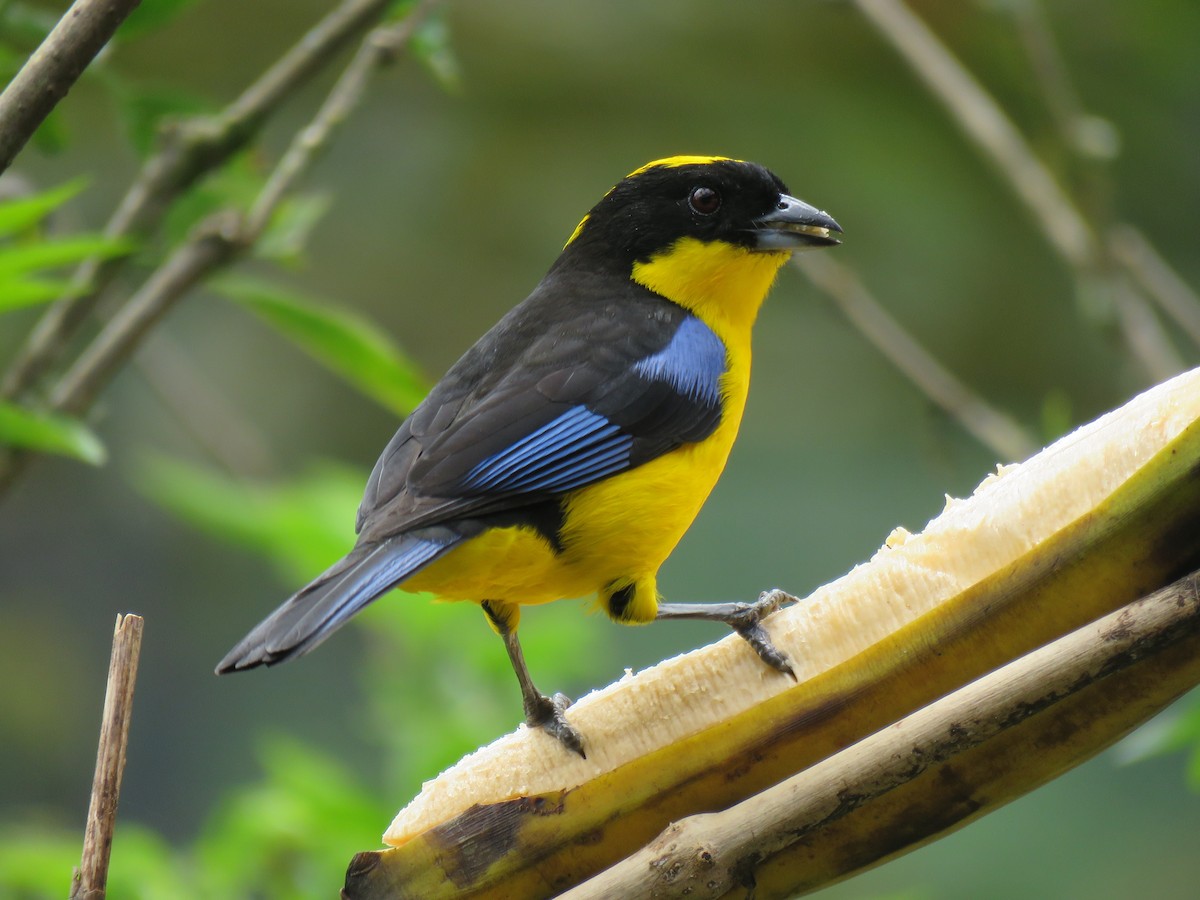 Blue-winged Mountain Tanager - Keith Leonard