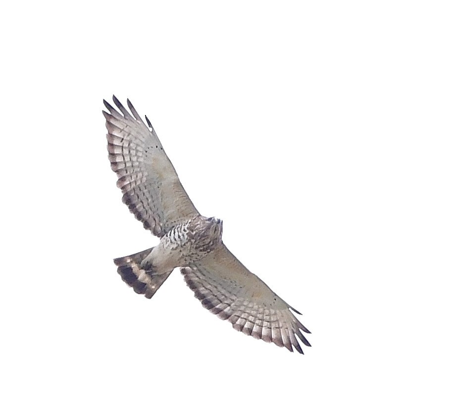 Broad-winged Hawk - Friends of Exton Park Data