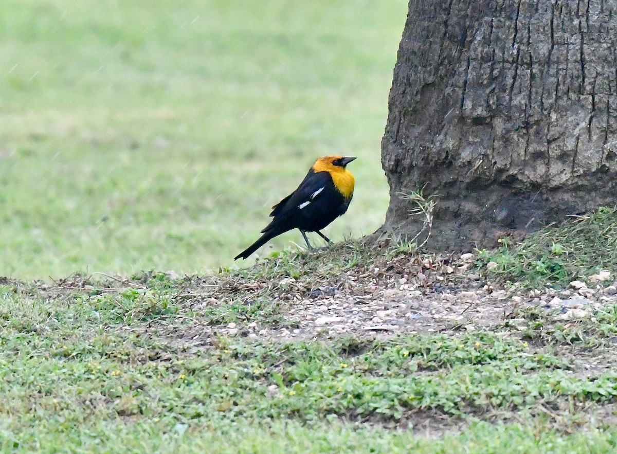 Yellow-headed Blackbird - Bill Schneider