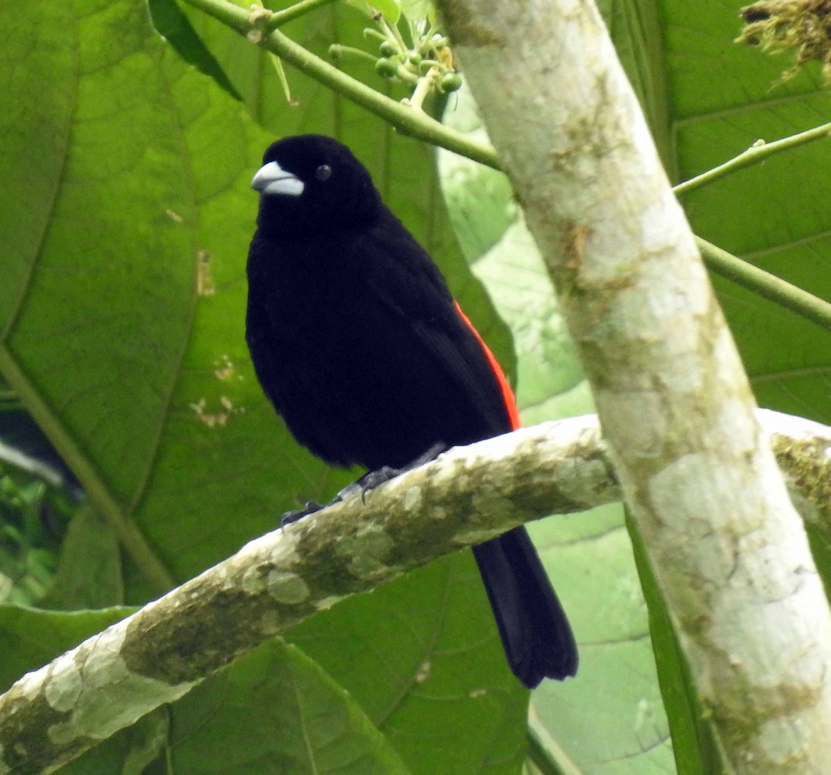 Scarlet-rumped Tanager - ML151975281