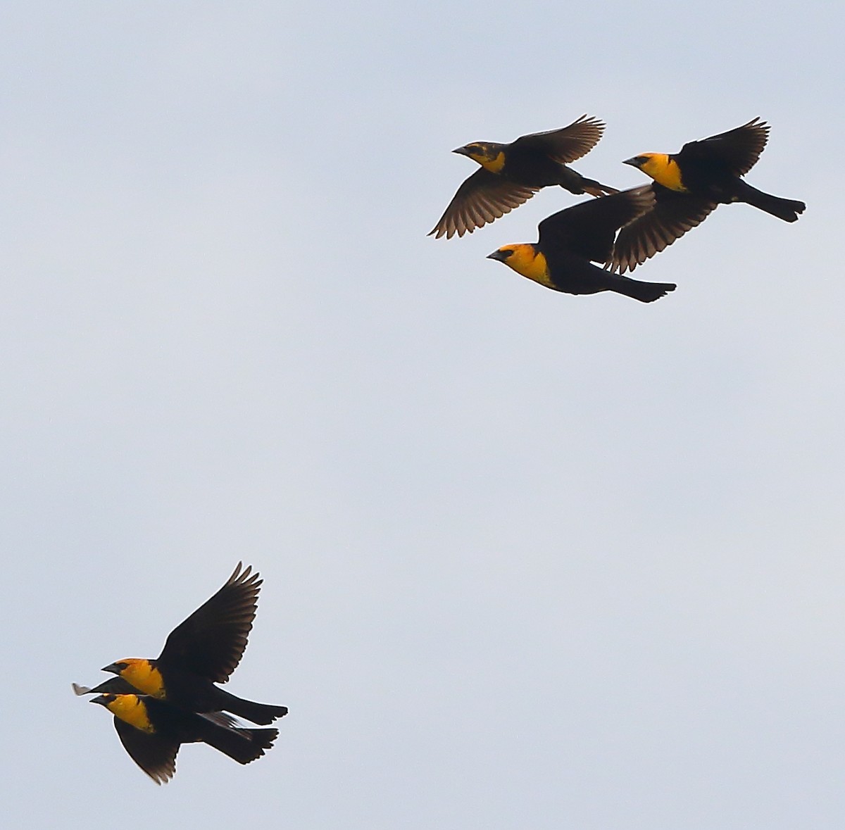 Yellow-headed Blackbird - ML151975611