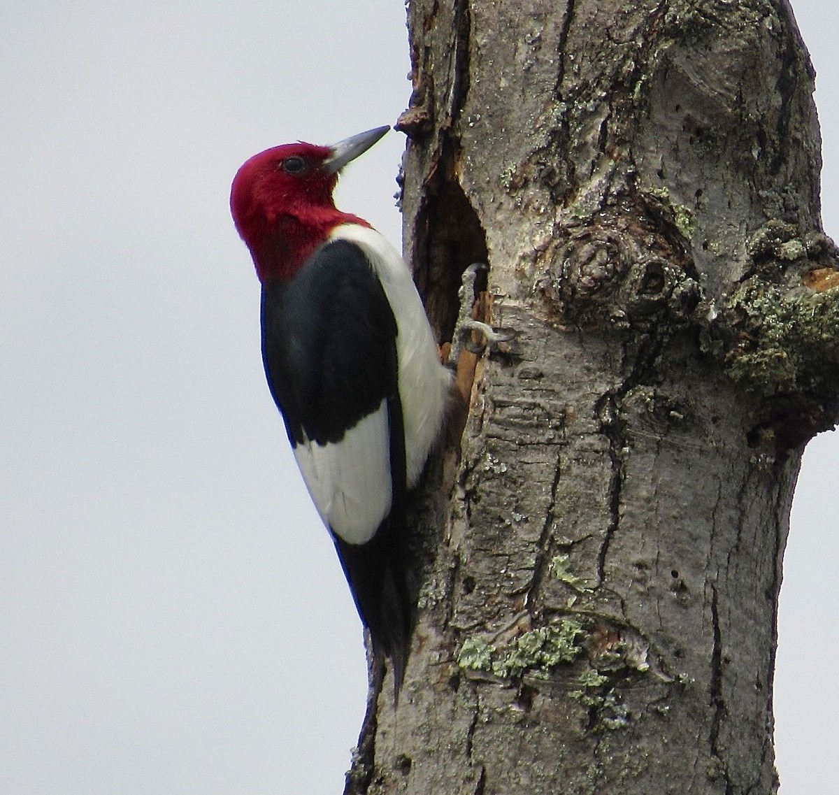 Red-headed Woodpecker - Kisa Weeman